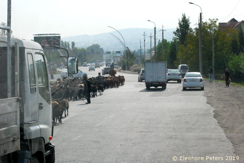 Schafe auf der Straße nach Kirgistan