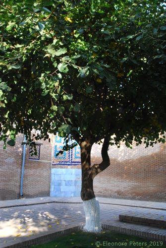 Gur Emir Mausoleum Außenhof