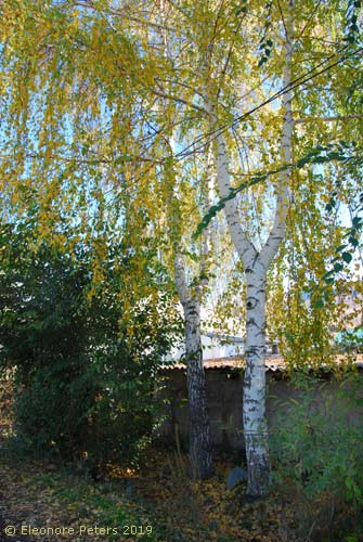 Birke
