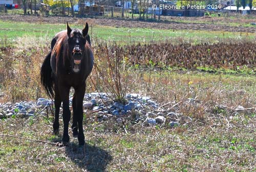 Lachendes Pferd
