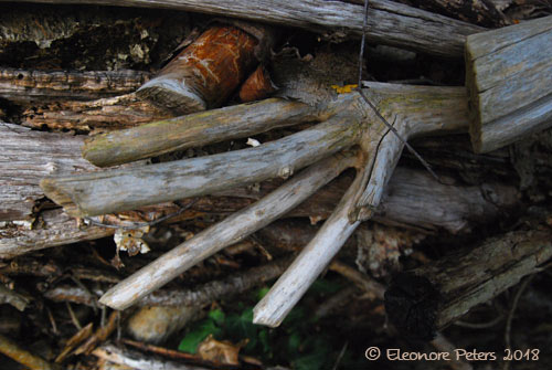 Holzfinger