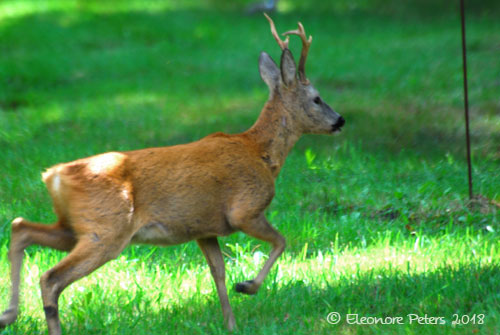 junger Hirsch im Garten