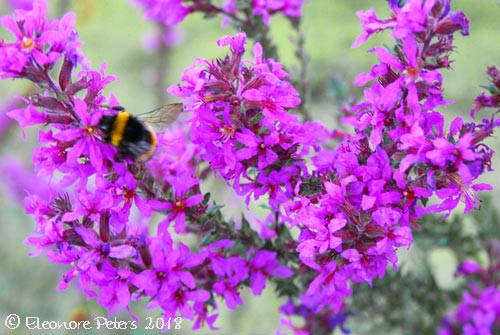 Blutweiderich mit Hummel