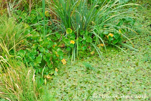 Satte Moor-Wasserpflanzen