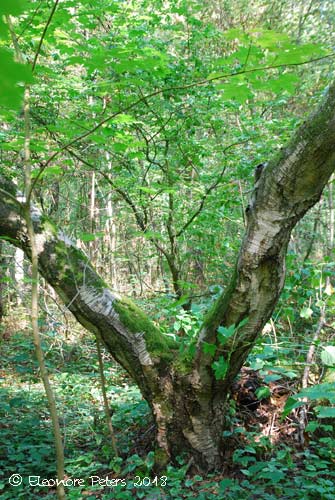Gespreizter Baum