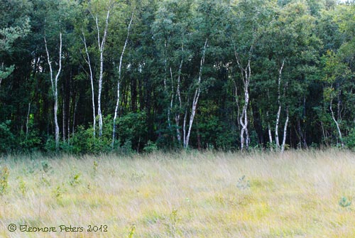 Bäume und Gras in der Moorlandschaft