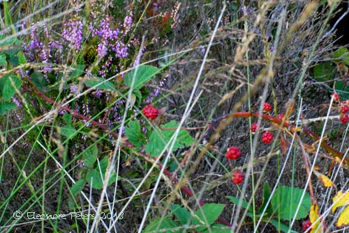 Himbeeren und Heidekraut