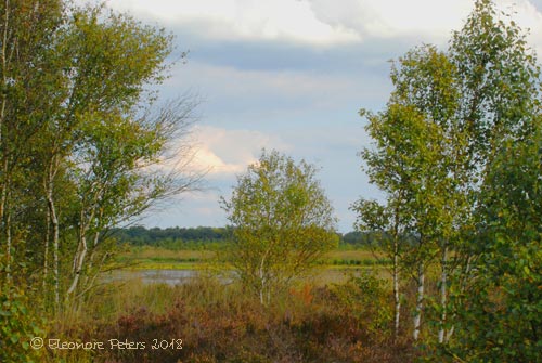 Moorlandschaft Teufelsmoor