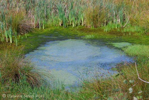Teufelsmoor Teich