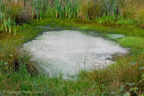 Teich am späteren Nachmittag