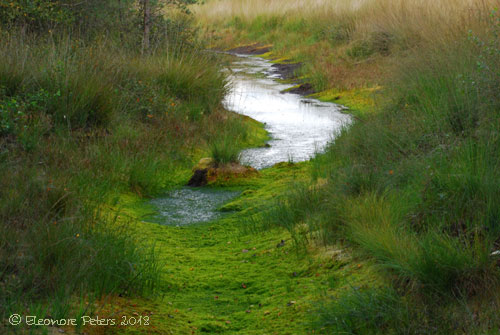 Wasserlauf im Teufelsmoor