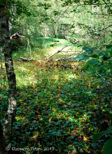 ausgetrockneter Moorgraben