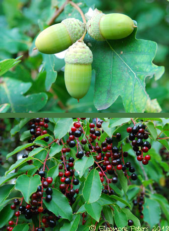 Eicheln und Beeren auf dem Weyerberg