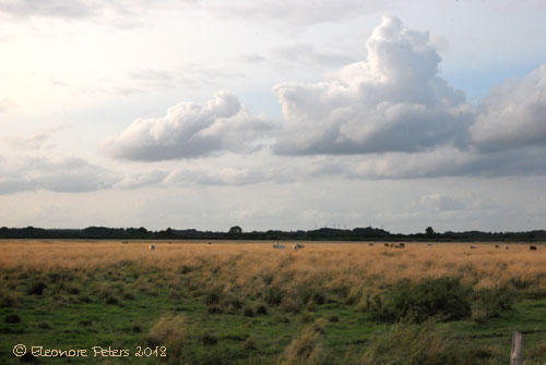 kultivierte Moorlandschaft