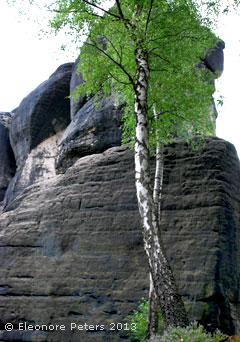 Birke und Felsen