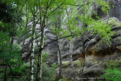 Birken vor Felswand