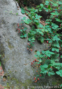brombeeren