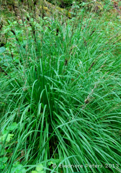 hohes Gras