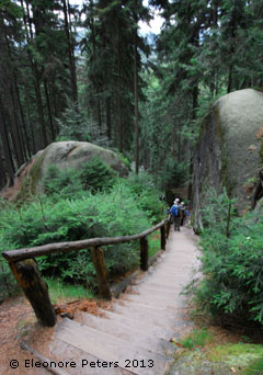 Weg abwärts Wald