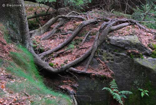 Baumwurzeln