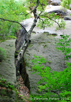 Birke zwischen Felsspalte