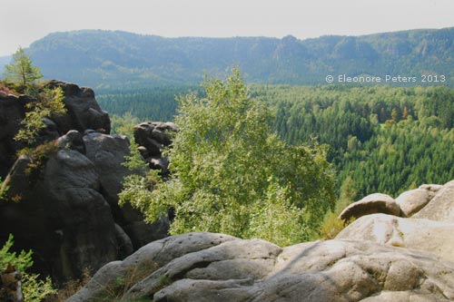 Mischwald