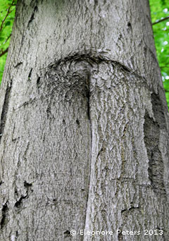 Baumhose - Buche Doppelstamm