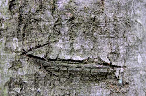 Baumrinde