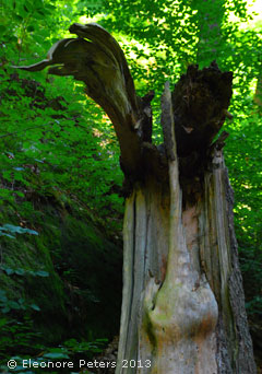morscher Baum