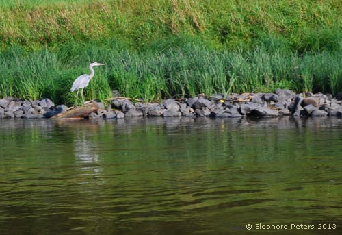 Reiher an der Elbe