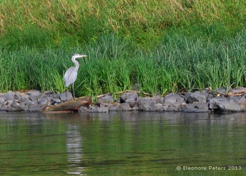 Reiher an der Elbe