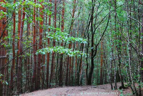 Mischwald