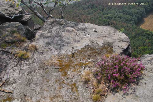 Steinplatte auf dem Lilienstein