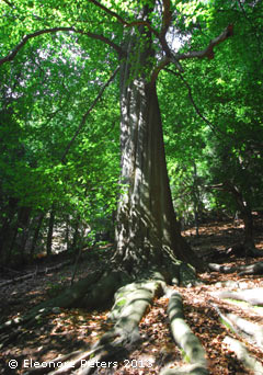 Baum mit großer Wurzel