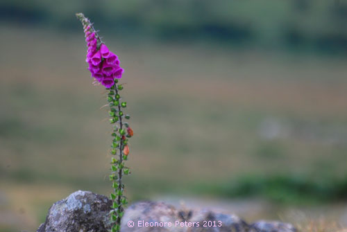 Dartmoor Fingerhut