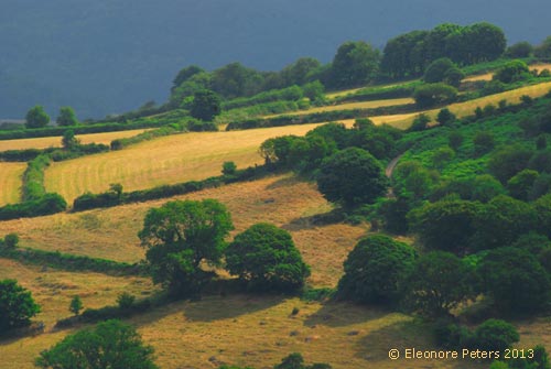 Dartmoor Felder