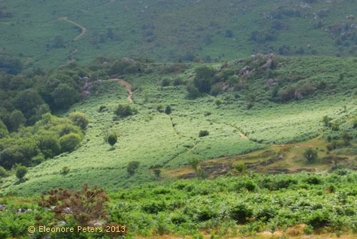 Dartmoor Moorlandschaft