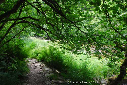 Exmoor Wanderweg am Bachj