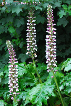 Acanthus-Blüten