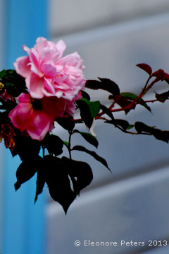 Rose vor einem Haus in Hope