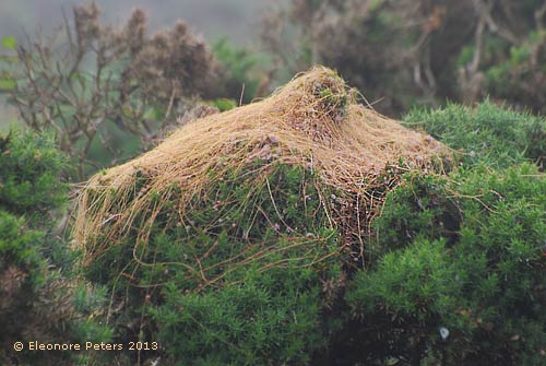 Kiefernzelt aus Ranken