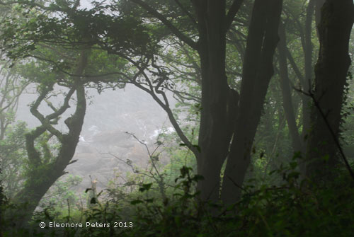 Bäume im Nebel bei Salcombe