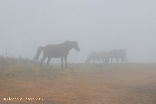 Pferde im Nebel