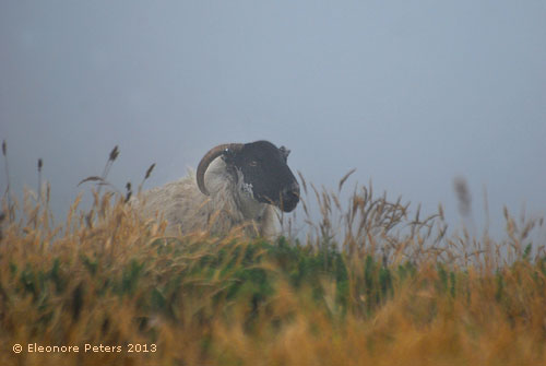 Schaf im Nebel