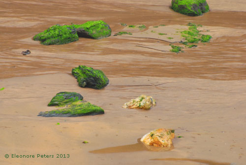 bemooste Steine am Strand