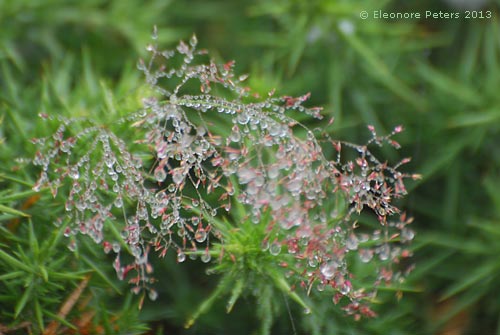 Regentropfen auf Gras