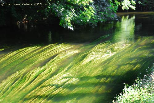 Bach mit Wasserpflanzen