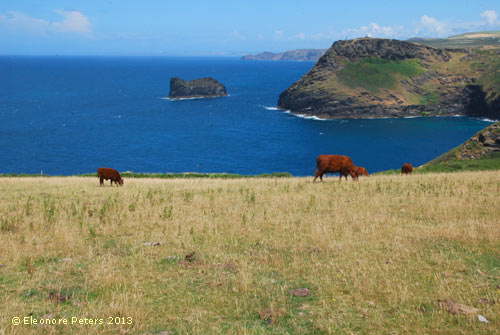 Wanderweg von Tintagel nach Boscastle