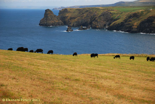 Wanderweg von Tintagel nach Boscastle