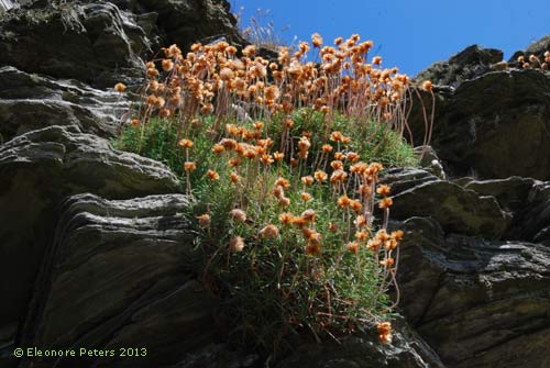 Wanderweg von Tintagel nach Boscastle